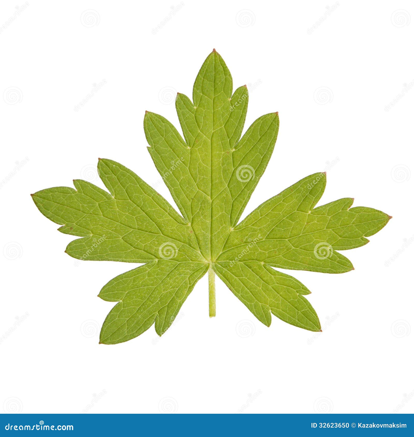 Hoja Del Geranio Aislada En Blanco Foto de archivo Imagen de verde