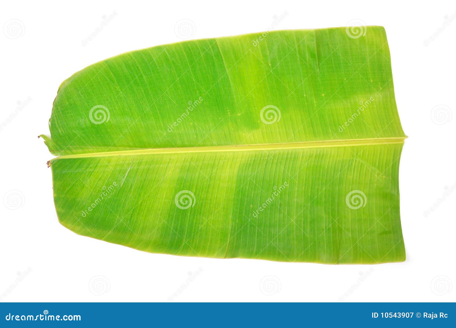 Hoja del plátano imagen de archivo. Imagen de verde, resorte 10543907