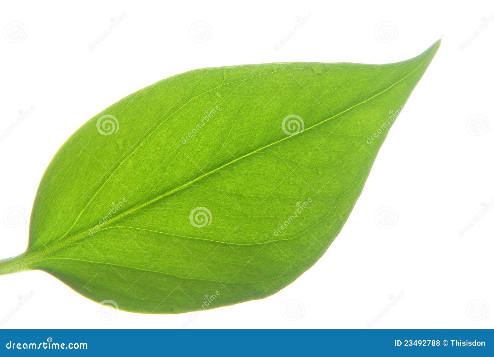 Hoja en blanco foto de archivo. Imagen de forma, brillante 23492788