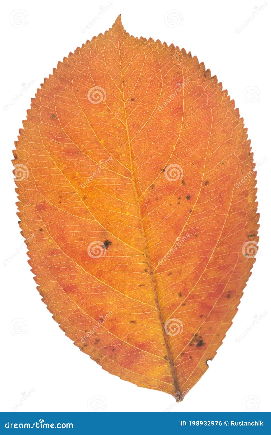 Hoja en blanco foto de archivo. Imagen de coloreado 198932976