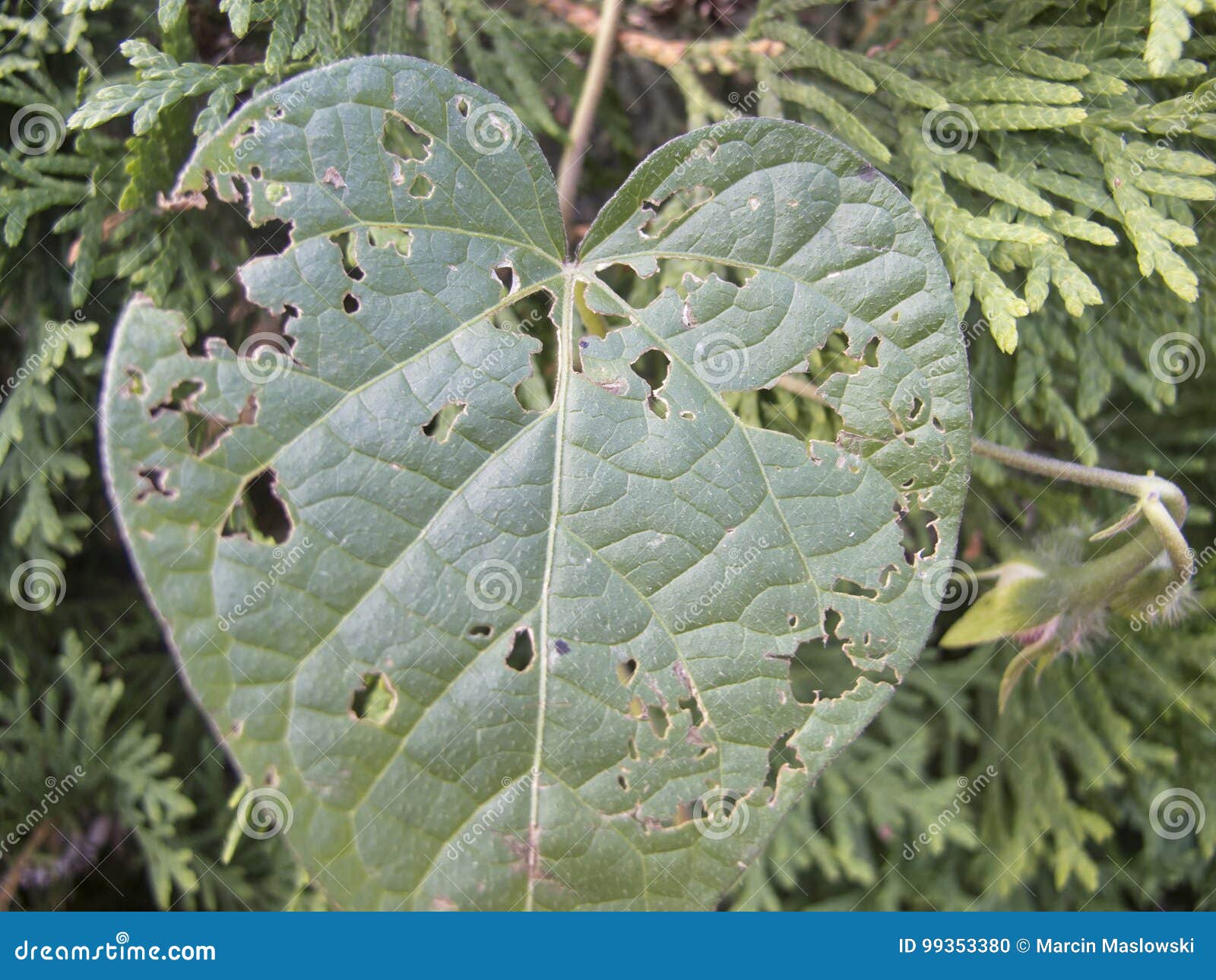 Hoja Mordida Stock Photos Download 149 Images