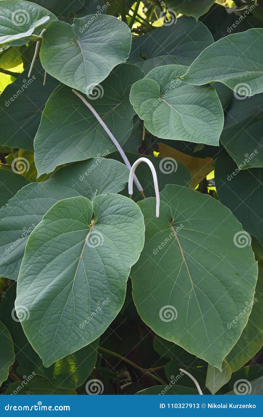 hoja santa leaves and flowers