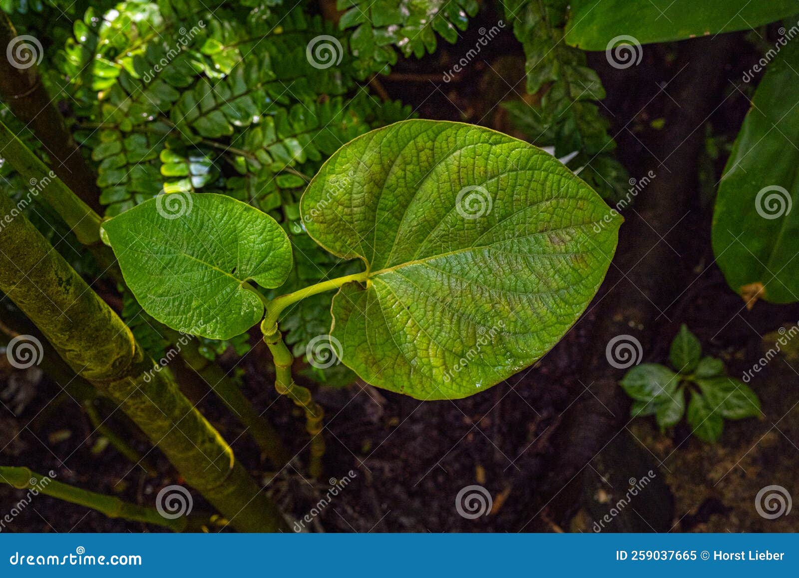 hoja santa plant piper auritum or piper sanctum. botanical garden kit karlsruhe, baden wuerttemberg, germany, europe