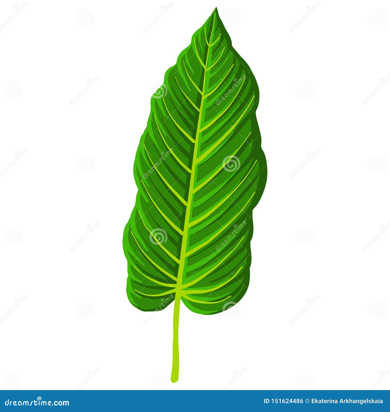 Hoja Tropical Del Dibujo Del Vector Ilustración del Vector - Ilustración de selva, hoja: 151624486 Hoja Tropical Del Dibujo Del Vector Ilustración del Vector - Ilustración de selva, hoja: 151624486