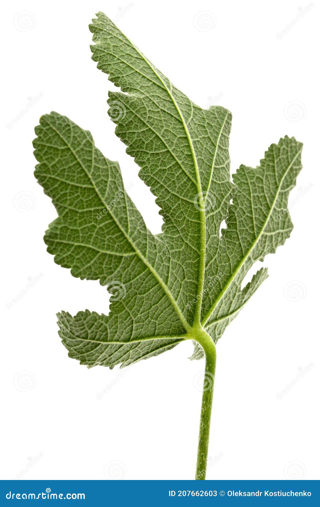 Hoja Verde De Malva Aislada Sobre Fondo Blanco Imagen de archivo