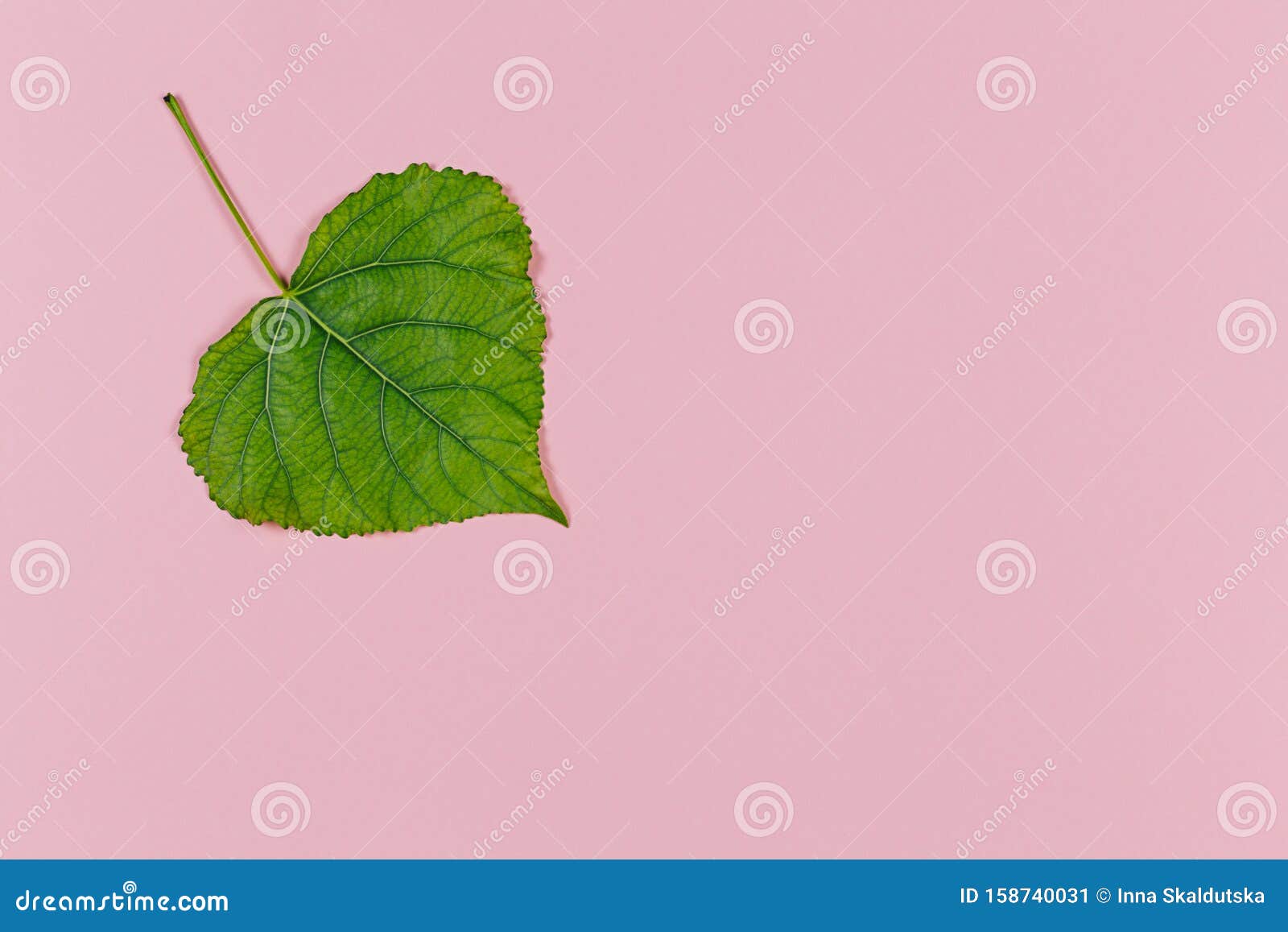 Hoja Verde Sobre Fondo Rosa Pastel. Hoja De Ã¡lamo. Concepto MÃnimo Para La  Frescura, La EcologÃa, La Naturaleza Imagen de archivo - Imagen de plano,  fresco: 158740031