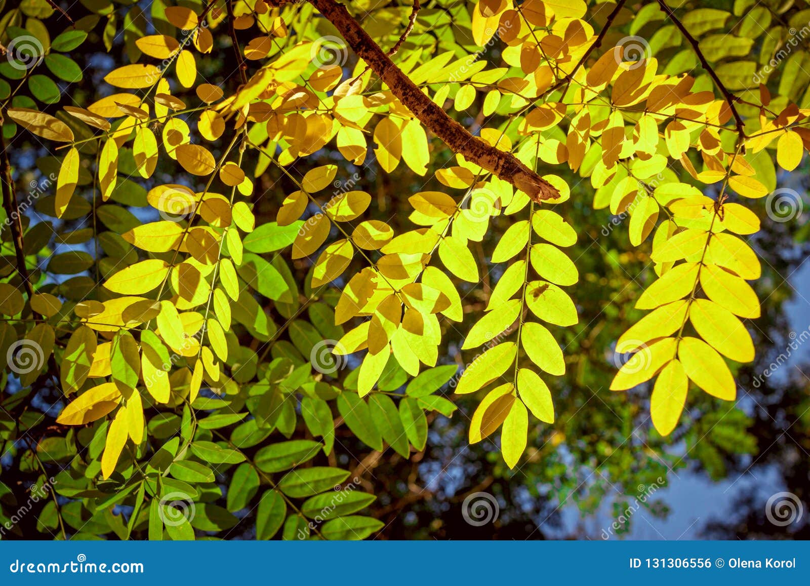 Hojas Amarillas Brillantes Hermosas Del árbol Del Acacia Foto de archivo -  Imagen de brillante, color: 131306556