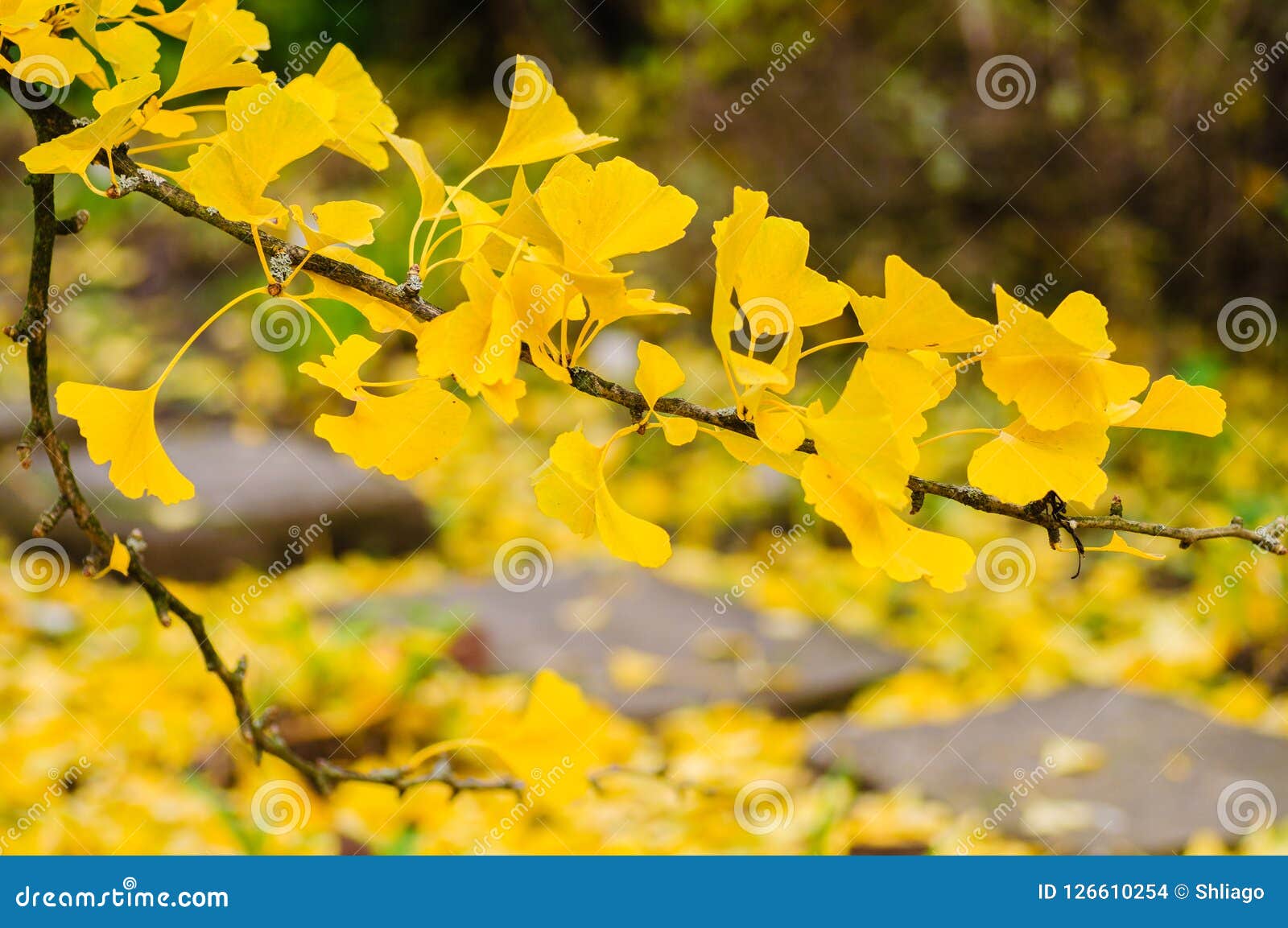 Hojas Amarillas Del Ginkgo Del Otoño Ramifique En árbol Foto de archivo -  Imagen de macro, tierra: 126610254