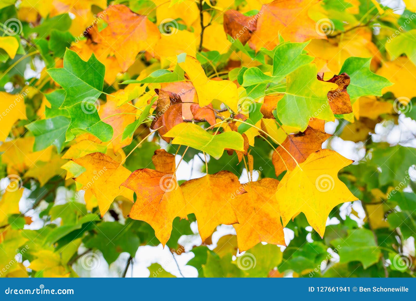 Hojas Amarillas Y Verdes Del árbol En Otoño Imagen de archivo - Imagen de  colorido, arbolado: 127661941