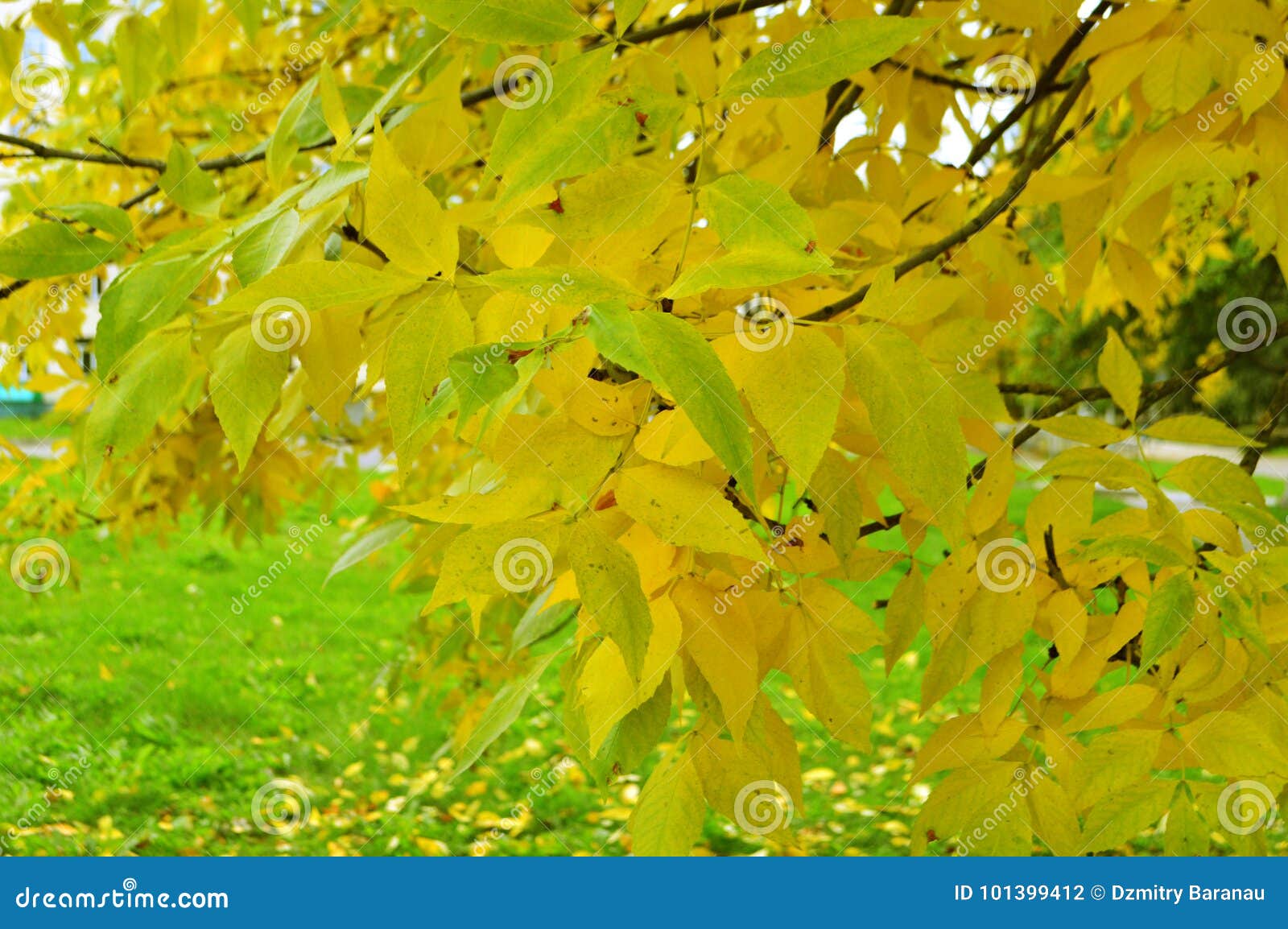 Hojas Amarillas Y Verdes En Una Rama De árbol Foto de archivo - Imagen de  azul, ramificaciones: 101399412