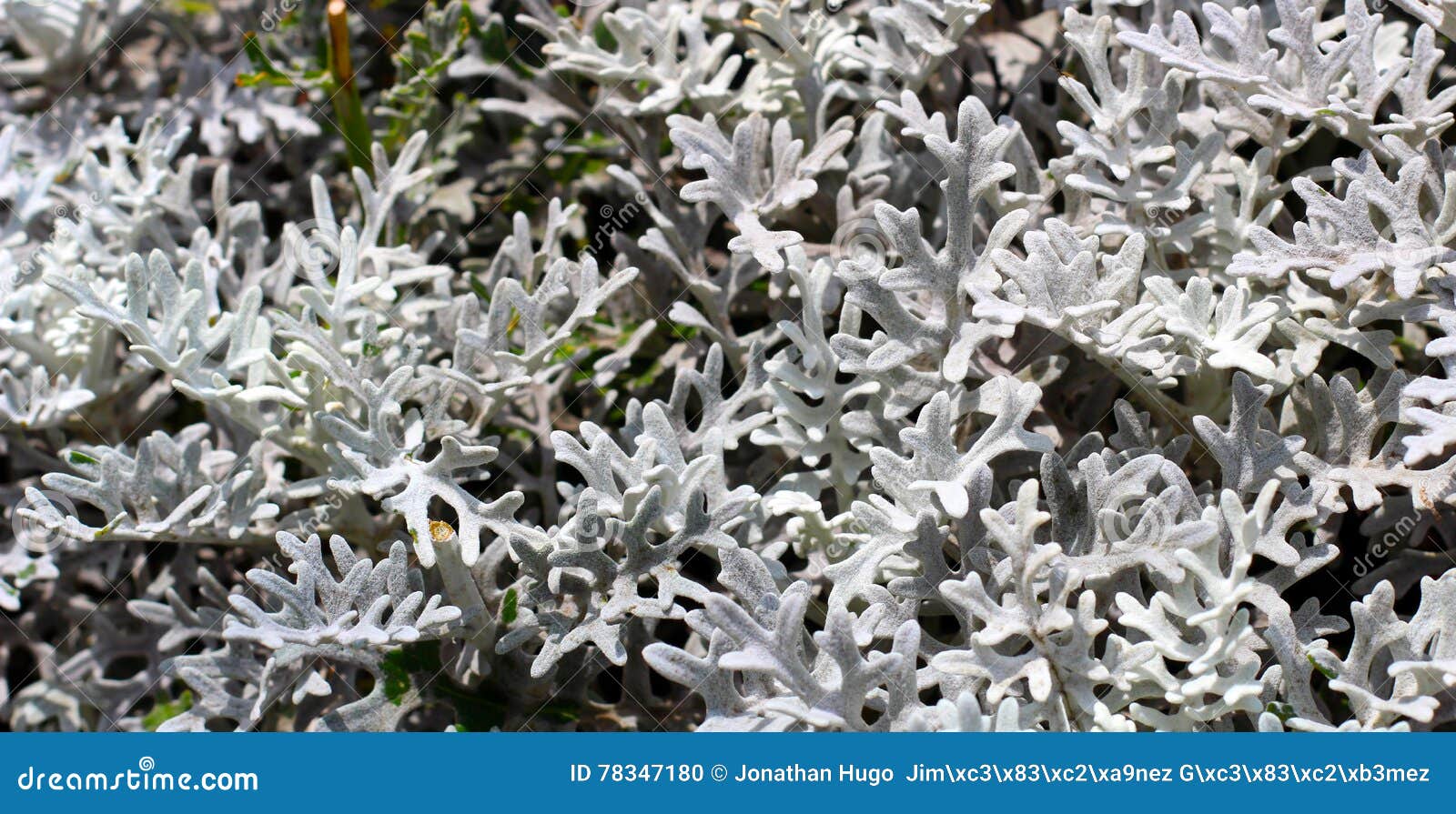 Hojas blancas de la planta foto de archivo. Imagen de gris 78347180