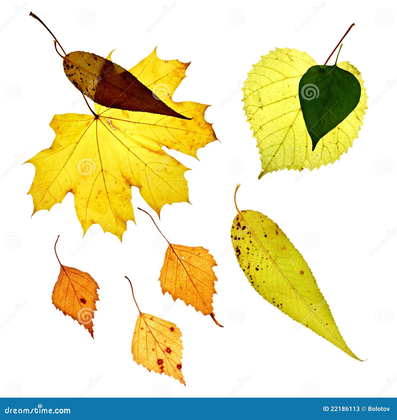 Hojas Caidas Aisladas Del Amarillo Imagen de archivo Imagen de fondo