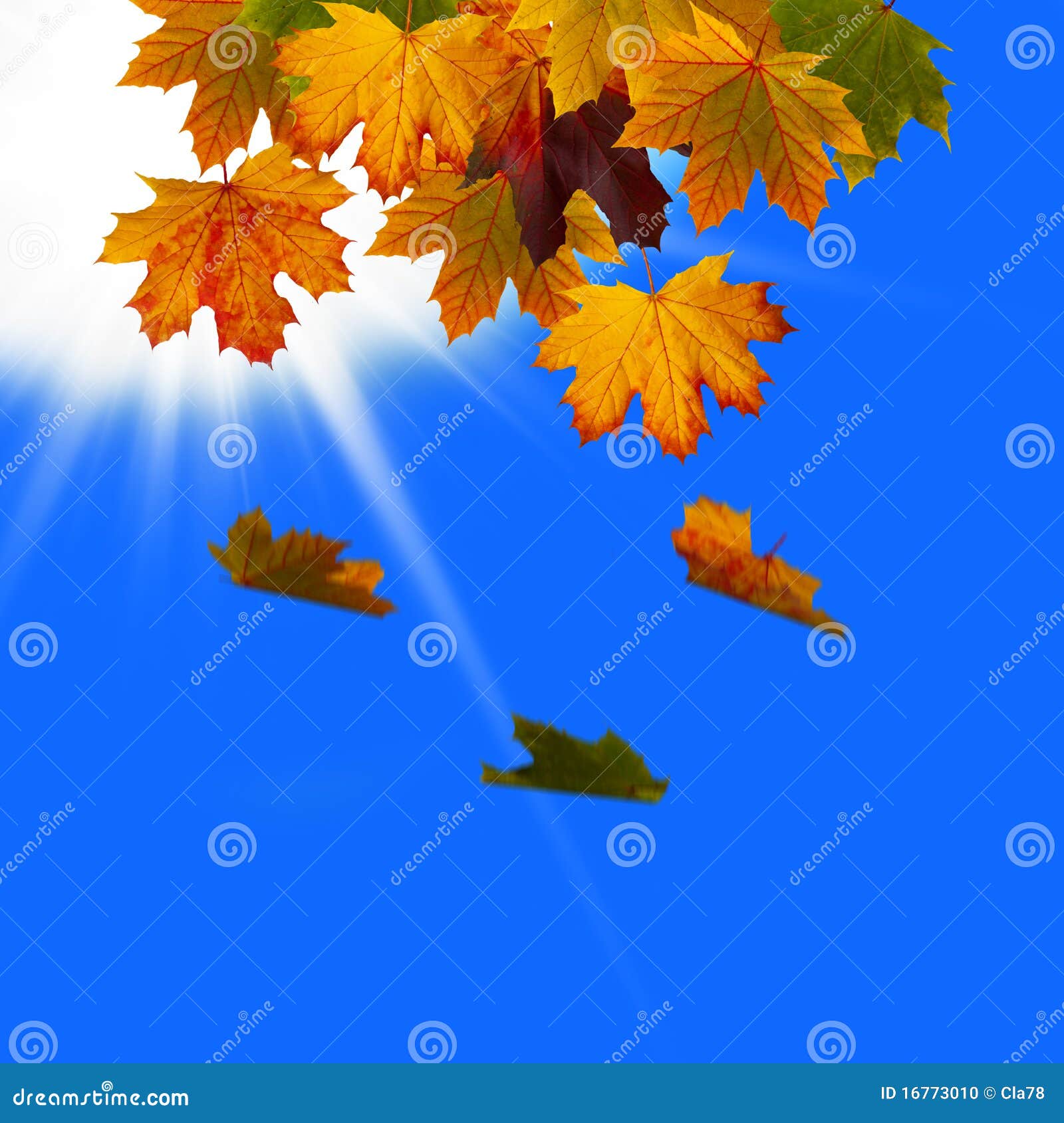 Hojas caidas en el cielo foto de archivo. Imagen de verde 16773010