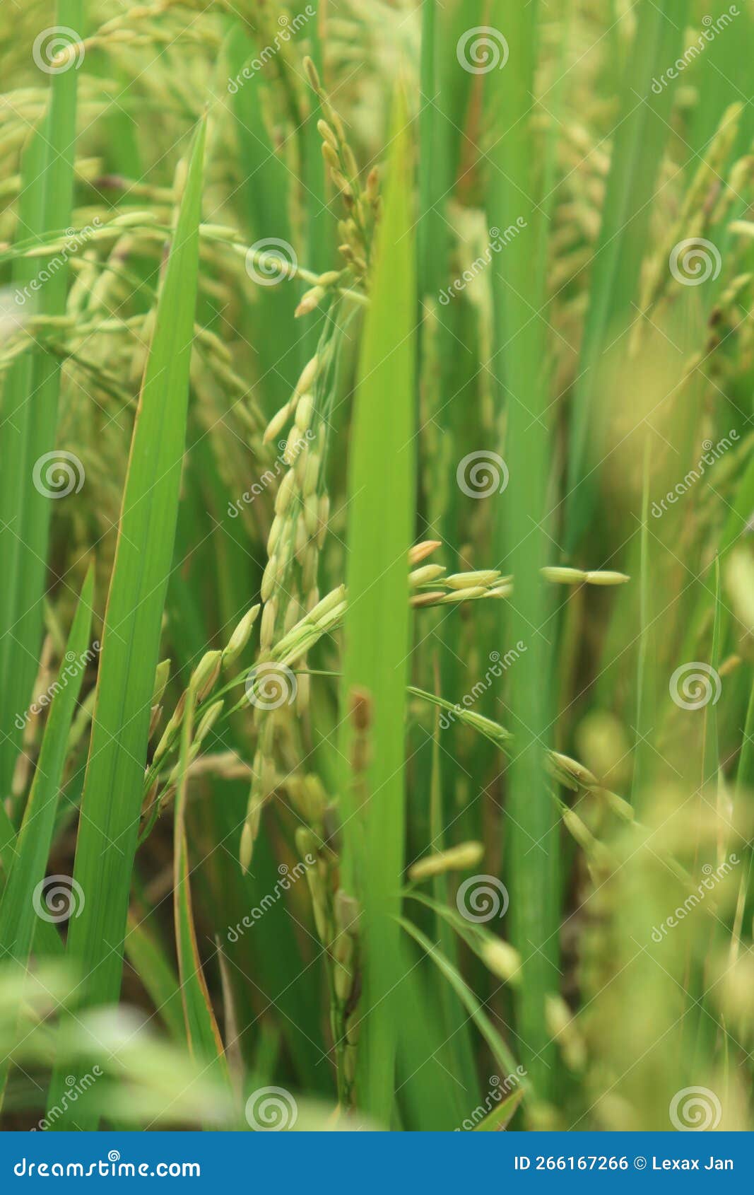Hojas de arroz foto de archivo. Imagen de verde, vida 266167266