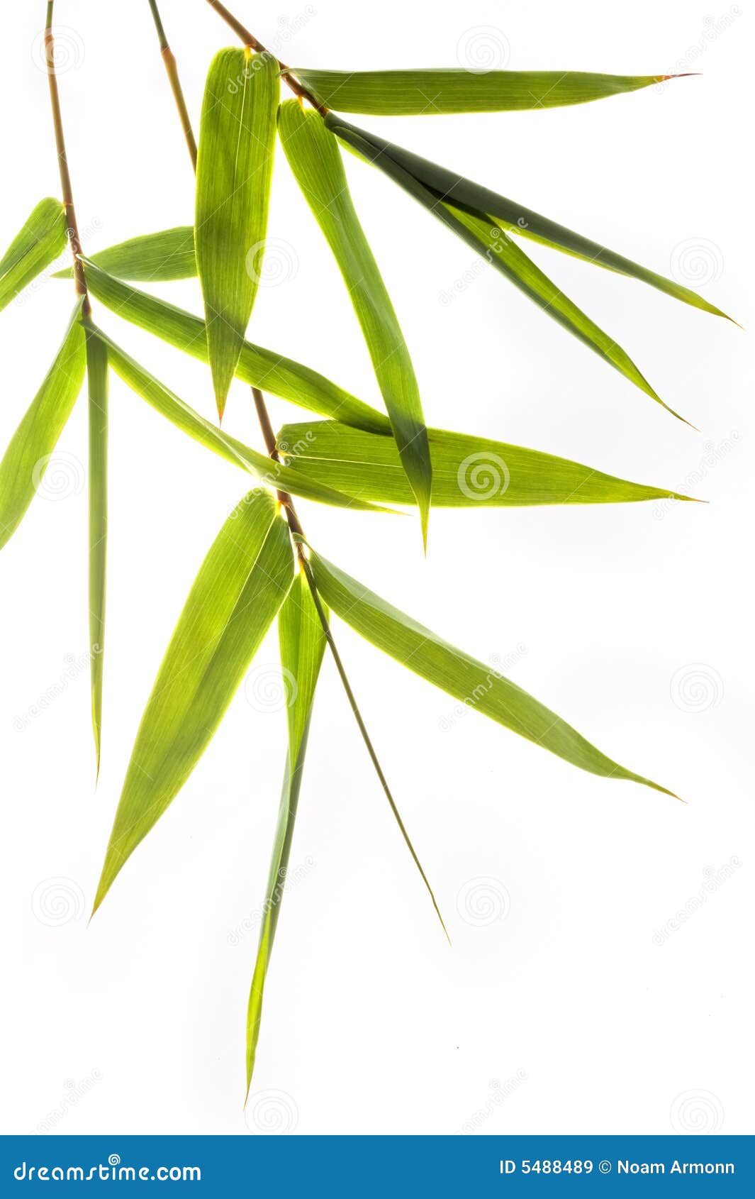 Hojas de bambú imagen de archivo. Imagen de cultura, bosque 5488489