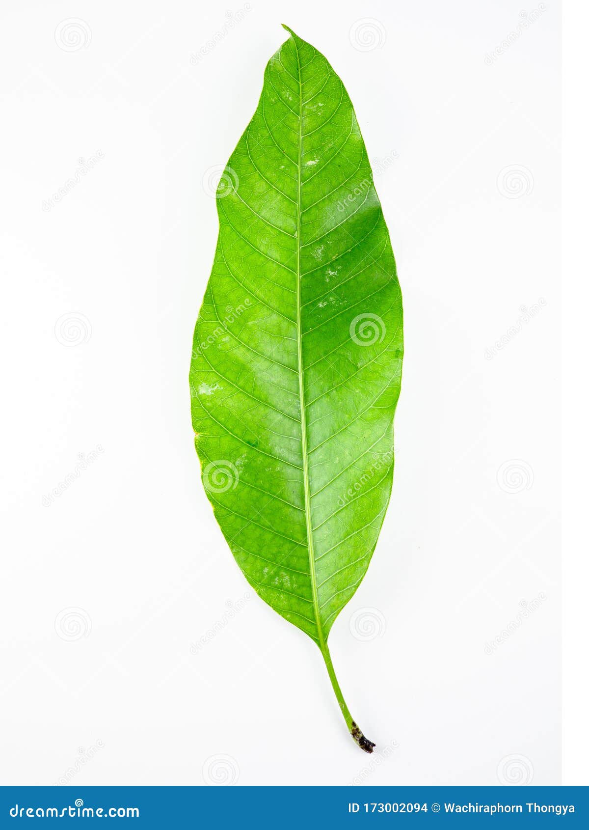 Hojas De Cierre Sobre Hojas Blancas Aisladas, Verdes Foto de archivo