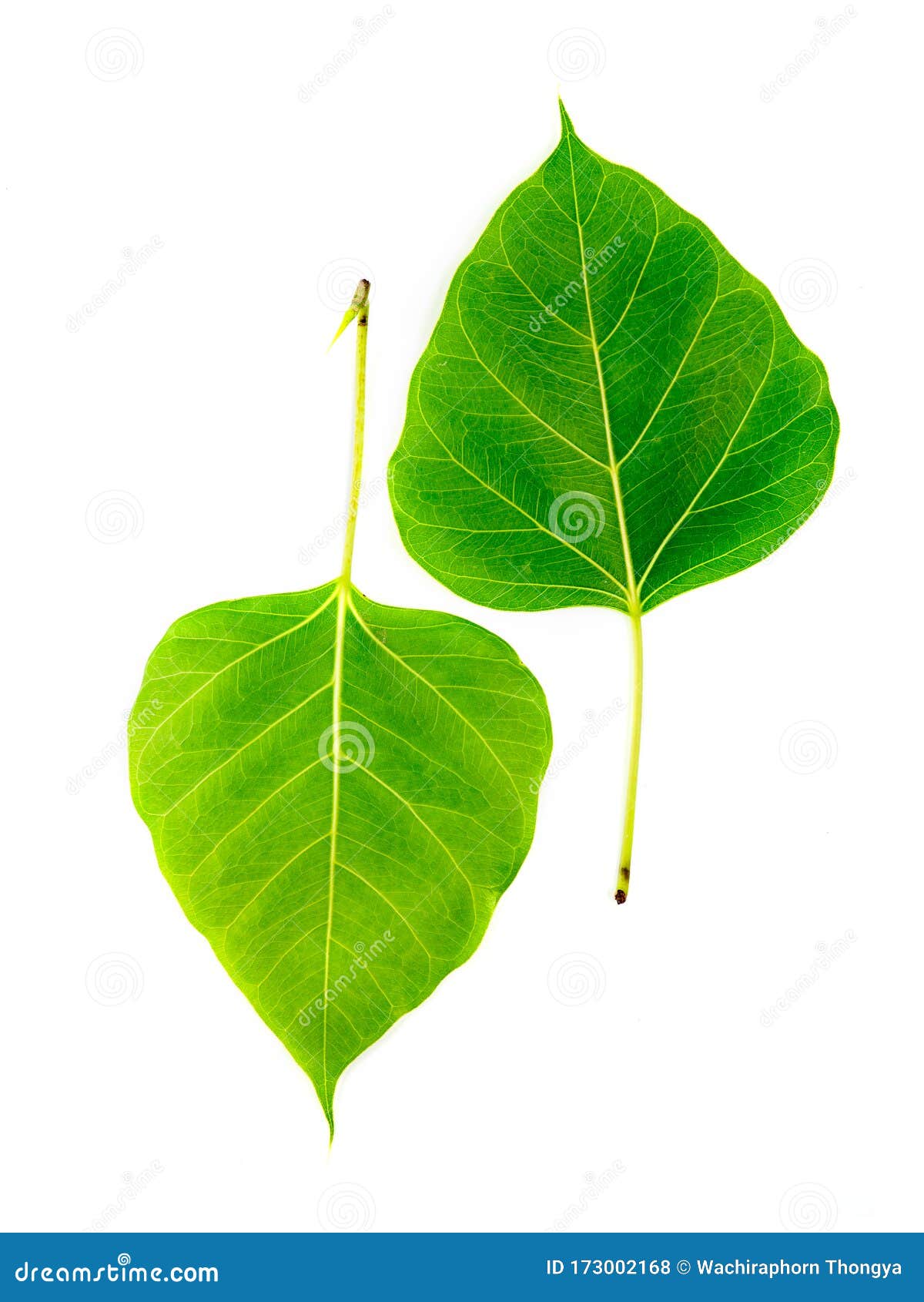Hojas De Cierre Sobre Hojas Blancas Aisladas, Hojas Verdes, Hojas Pho