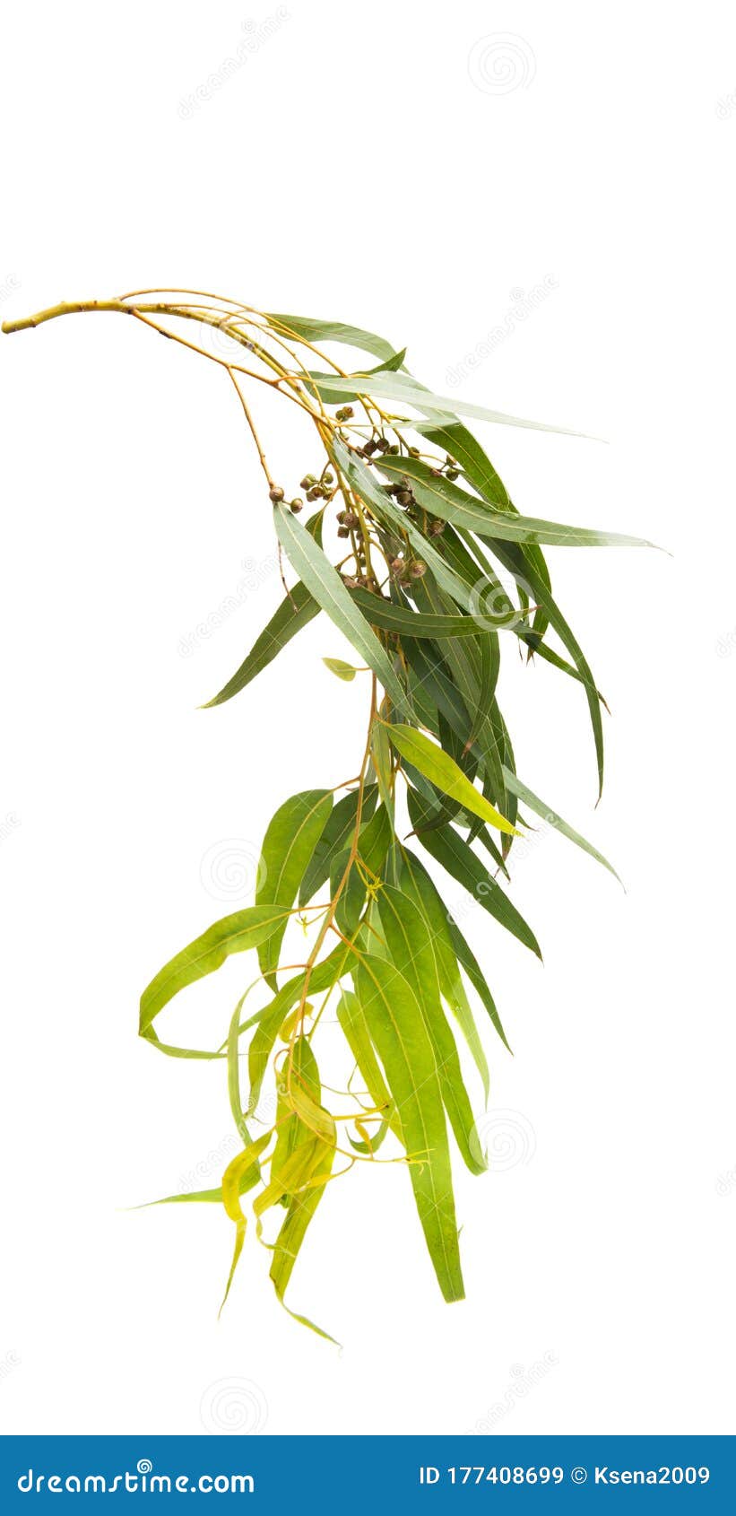 Hojas De Eucalipto Aisladas Imagen de archivo Imagen de australia