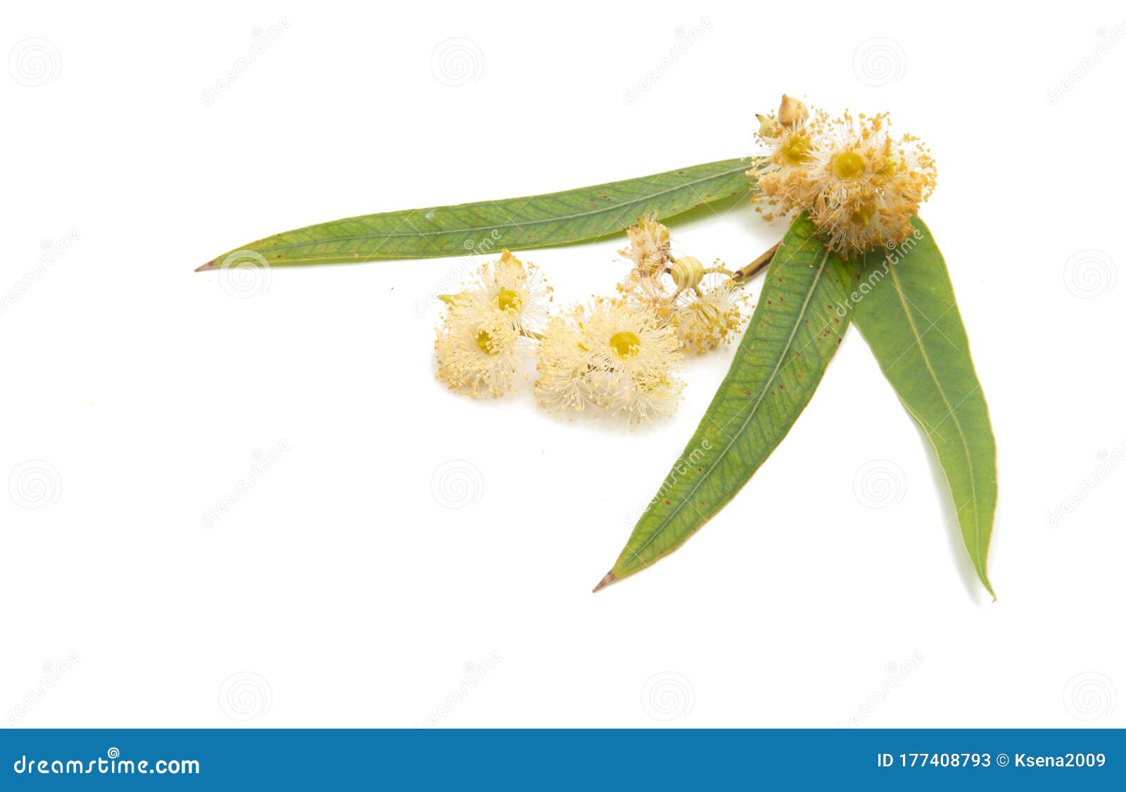 Hojas De Eucalipto Aisladas Imagen de archivo Imagen de vertical