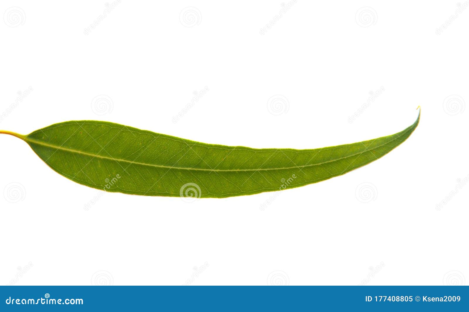 Hojas De Eucalipto Aisladas Imagen de archivo Imagen de planta, hoja