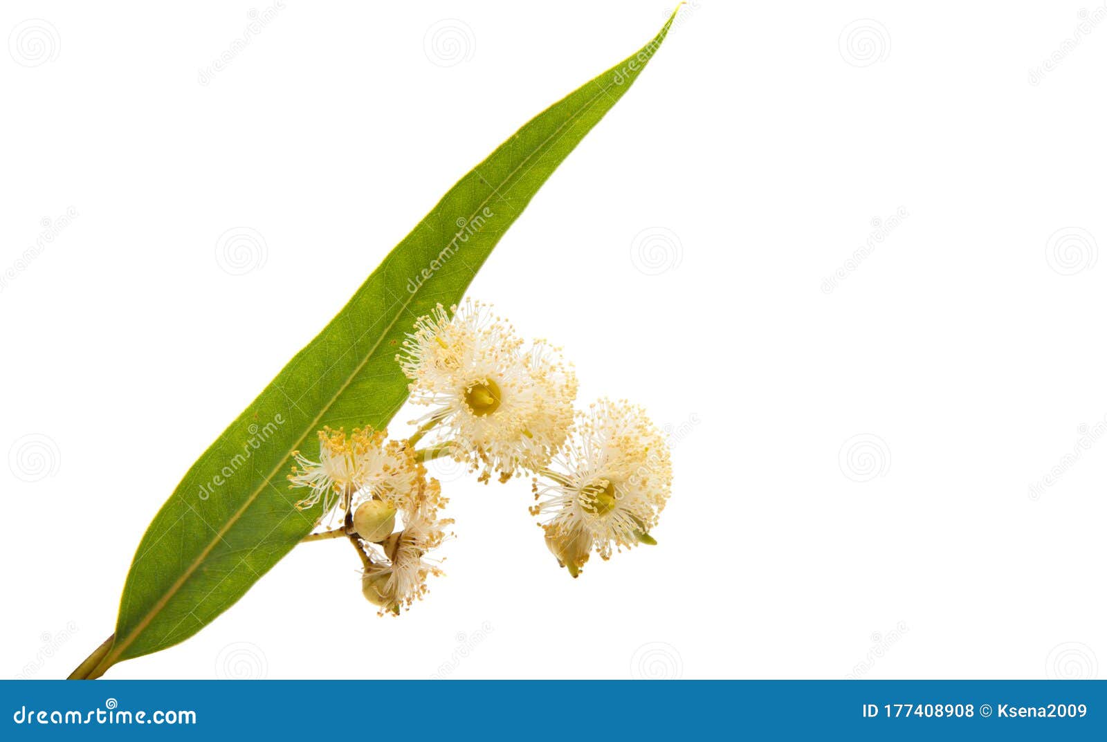 Hojas De Eucalipto Aisladas Foto de archivo Imagen de hoja, aislado