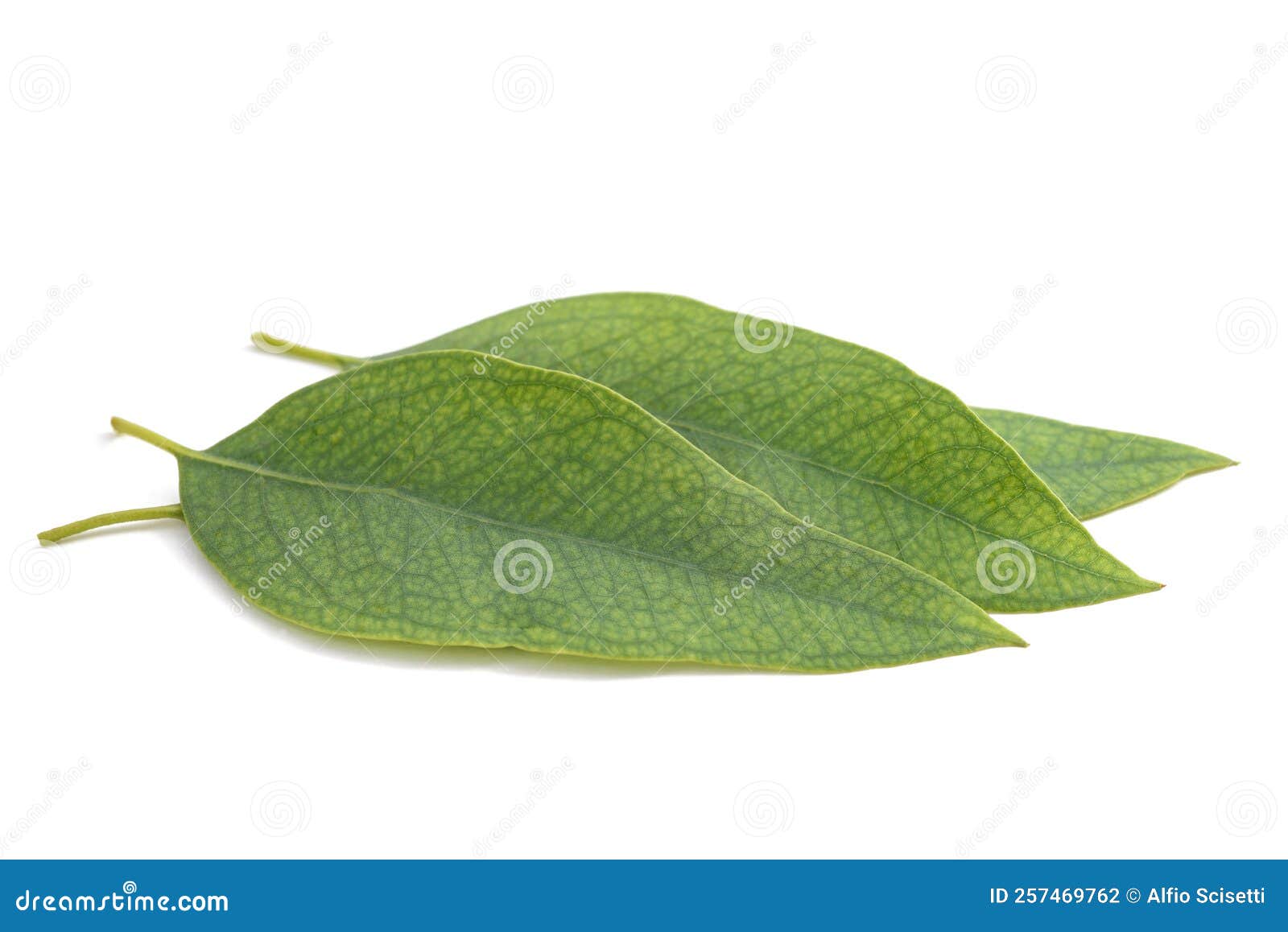 Hojas de eucalipto foto de archivo. Imagen de travieso 257469762