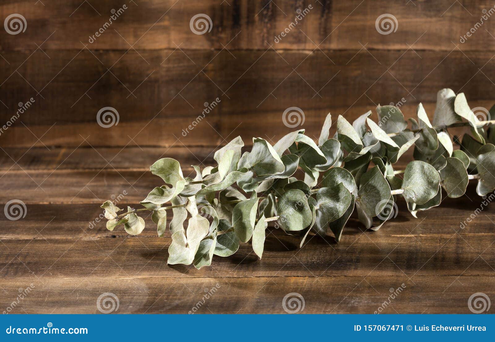 Hojas De Eucalipto Secas OrgÃ¡nicas Fondo De Madera Imagen de archivo