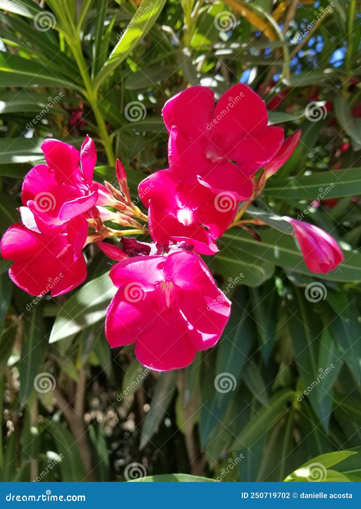 Hojas de flores rosadas foto de archivo. Imagen de rosa 250719702