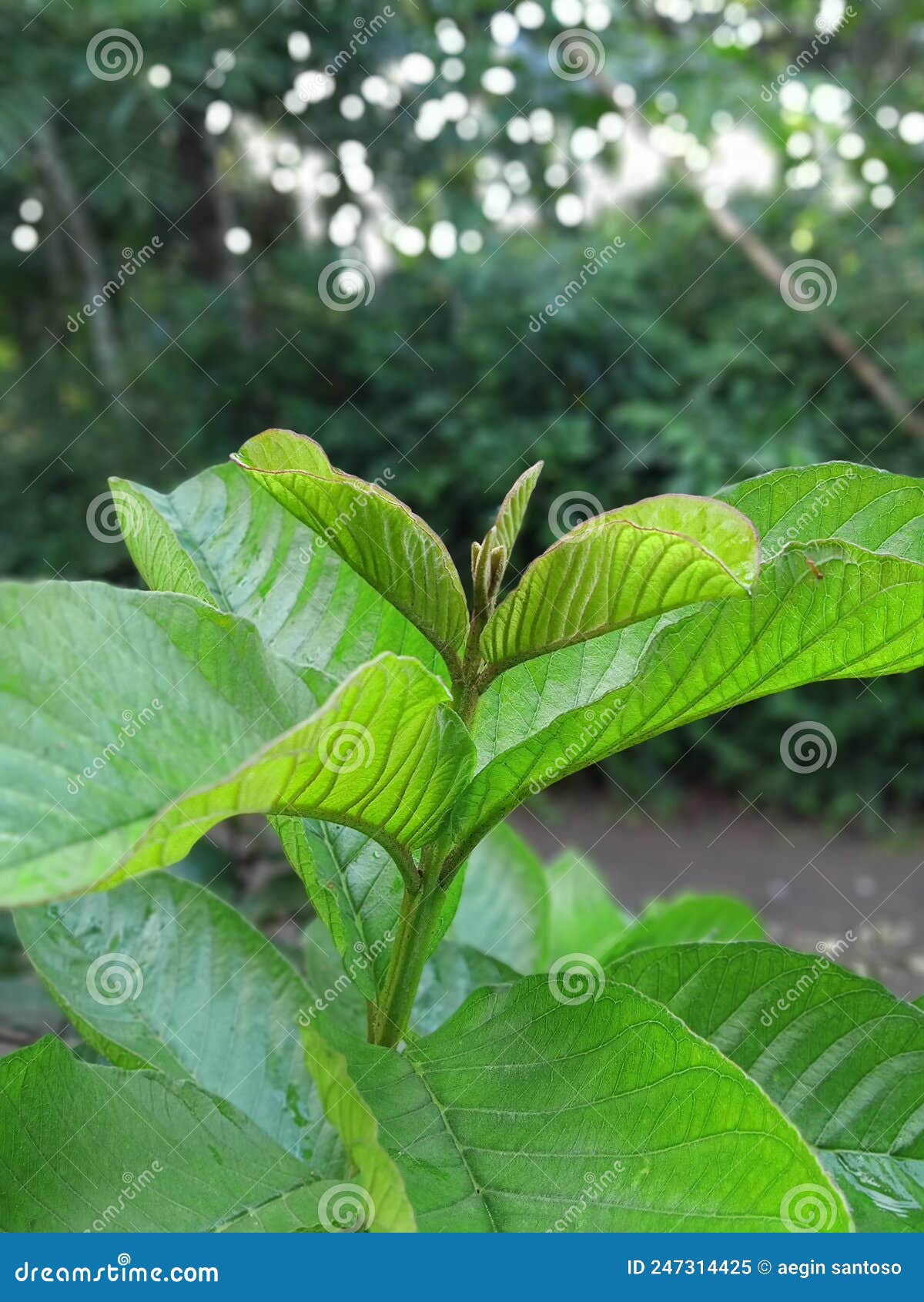 Hojas de guayaba imagen de archivo. Imagen de planta 247314425