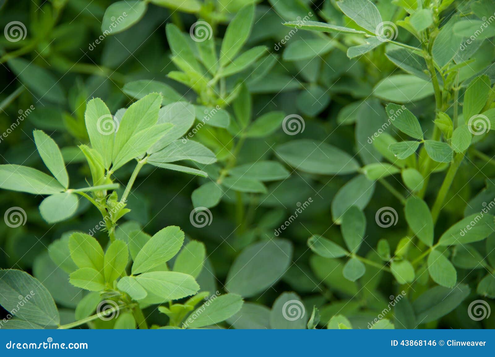 Hojas de la alfalfa foto de archivo. Imagen de cosechas 43868146