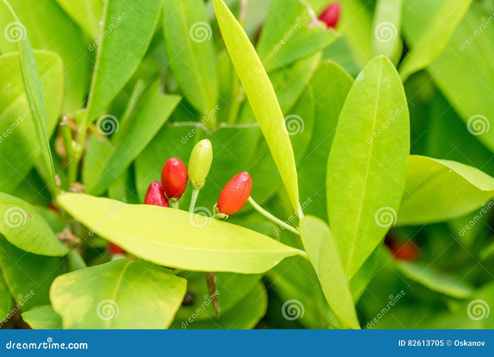 Hojas De La Planta De La Coca Imagen de archivo Imagen de crecimiento