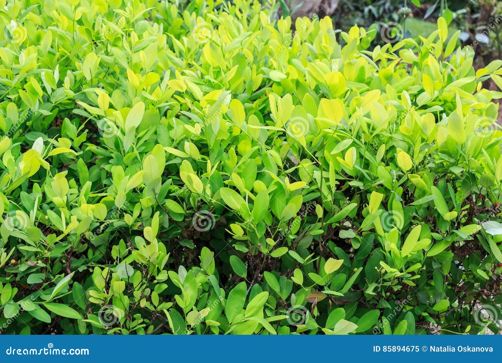Hojas De La Planta De La Coca Imagen de archivo Imagen de droga, bolivia 85894675