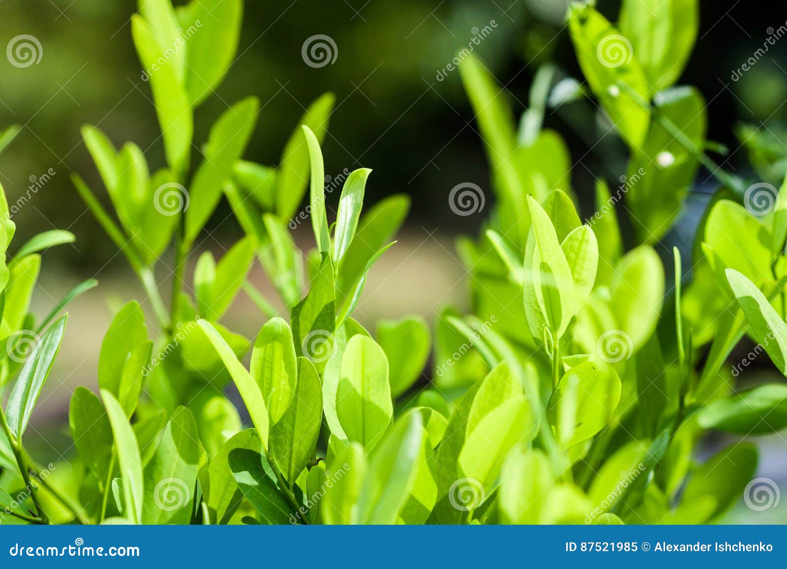 Hojas De La Planta De La Coca Imagen de archivo Imagen de objeto, cubo 87521985