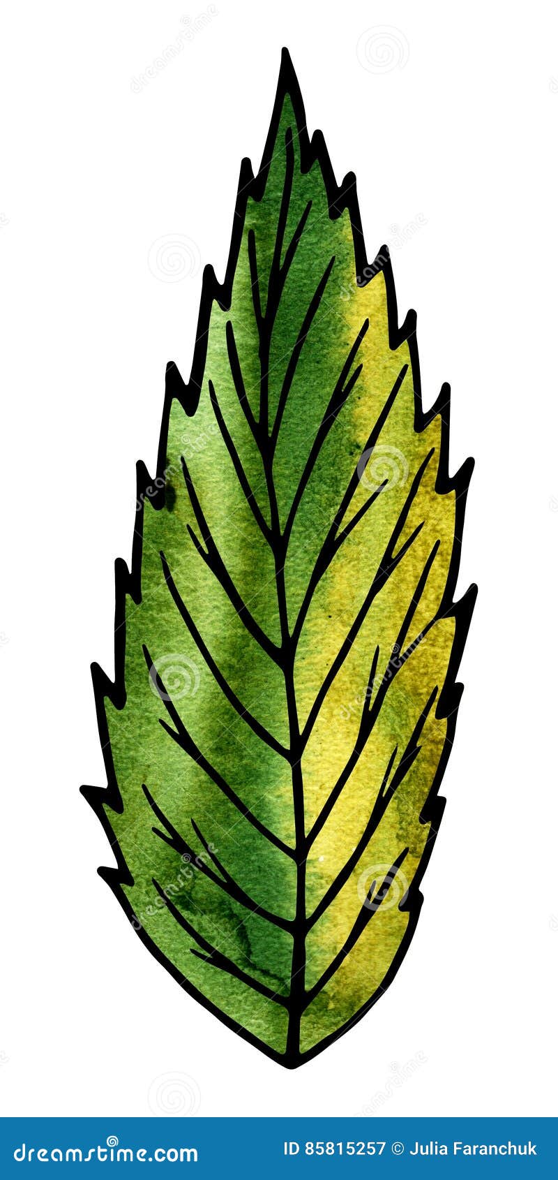 Hojas De La Planta Verde Dibujo De La Mano Y Tratamiento Por Ordenador  Stock de ilustración - Ilustración de hojas, cubo: 85815257