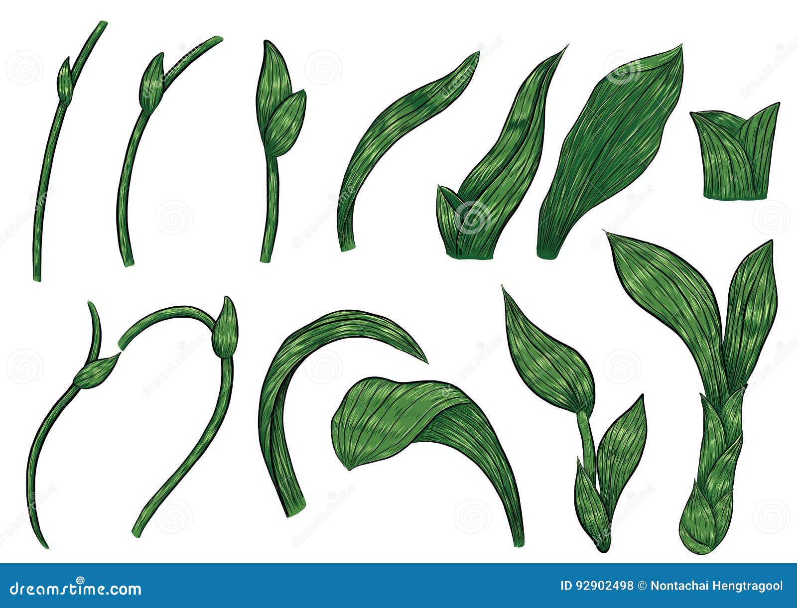 Hojas De Las Orquídeas Del Paphiopedilum Que Dibujan a Mano Ilustración del  Vector - Ilustración de flor, contorno: 92902498