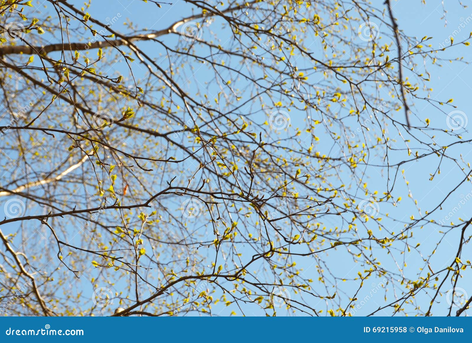 Hojas de los jóvenes contra el cielo. La foto de los brunches del árbol con los jóvenes se va contra el cielo