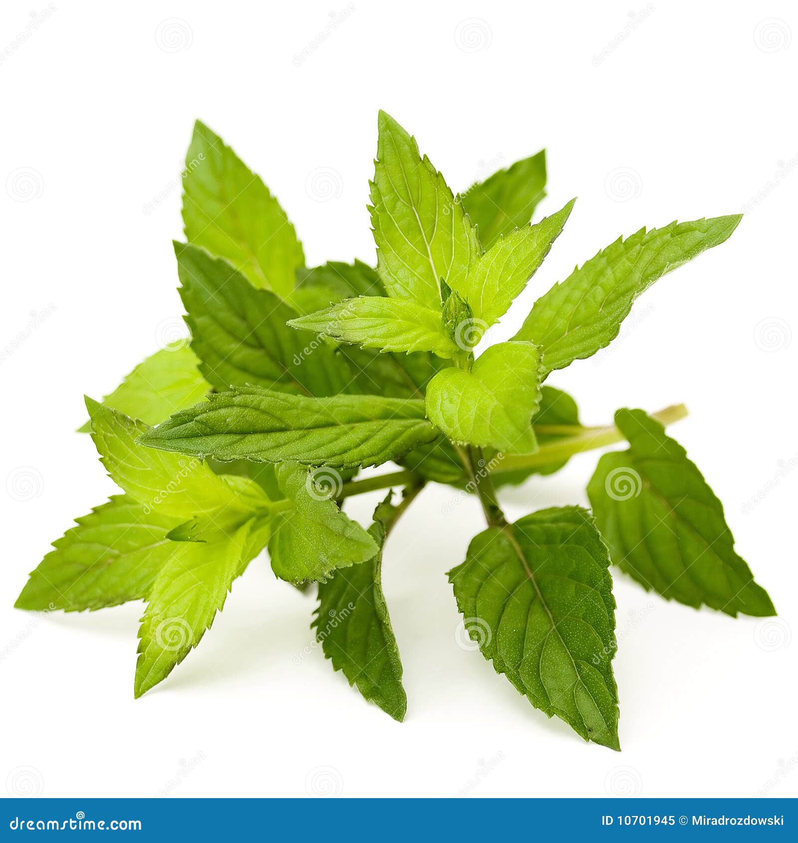 Hojas de menta imagen de archivo. Imagen de planta, hierbabuena 10701945