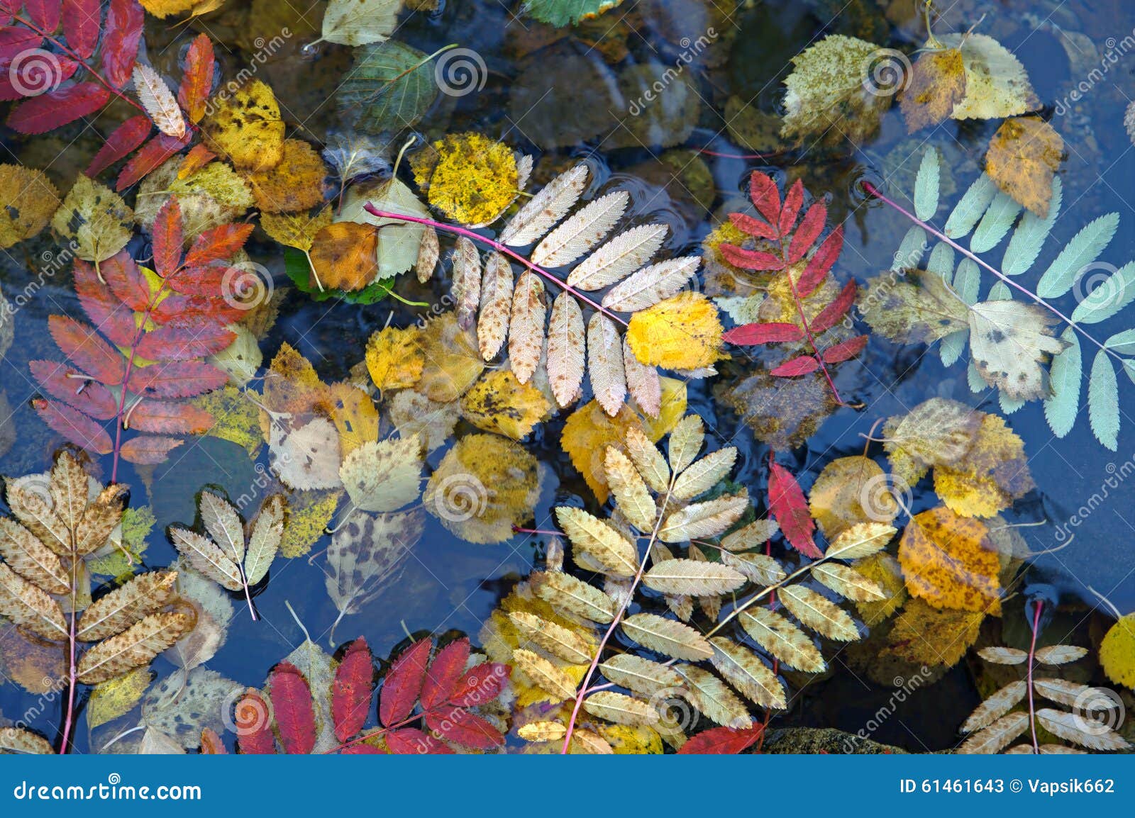 Hojas de otoño en el agua. El árbol de serbal se va en el agua del lago en Finlandia septentrional