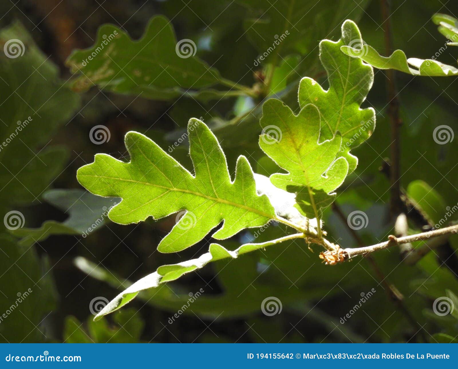 hojas de roble en verano