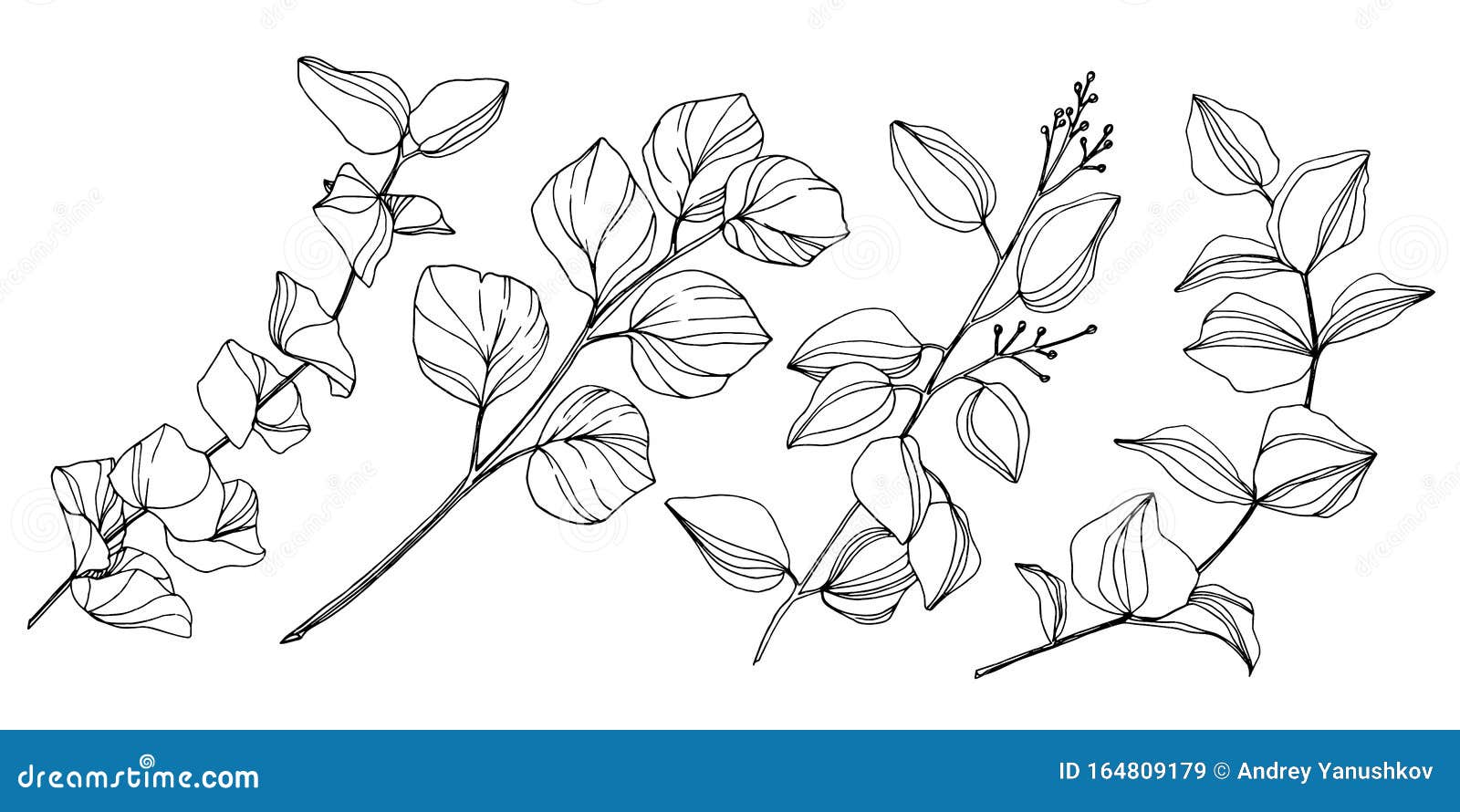 Hojas De árbol Del Vector Eucalyptus Arte Con Tinta Grabada En Blanco Y