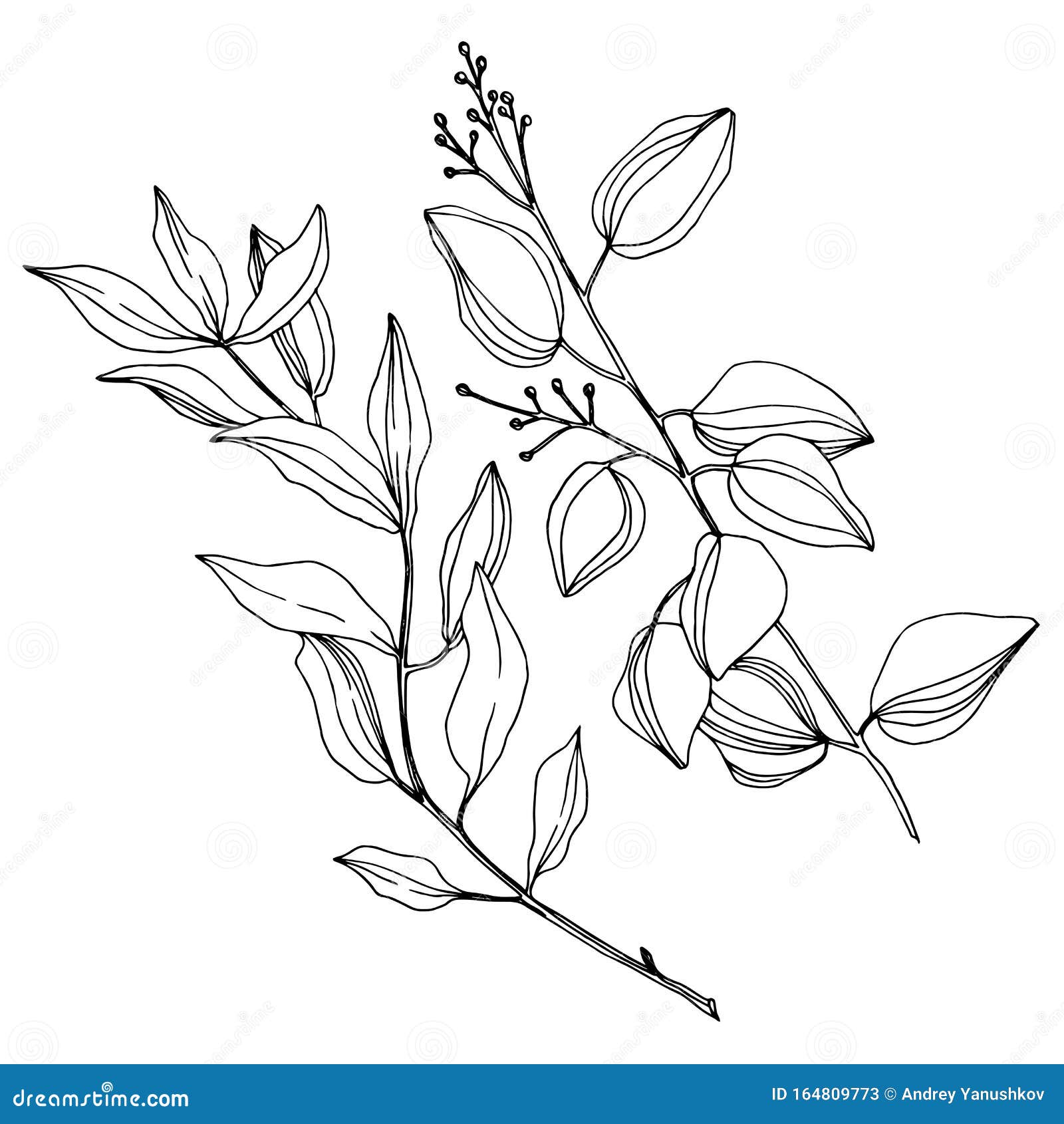 Hojas De árbol Del Vector Eucalyptus Arte Con Tinta Grabada En Blanco Y