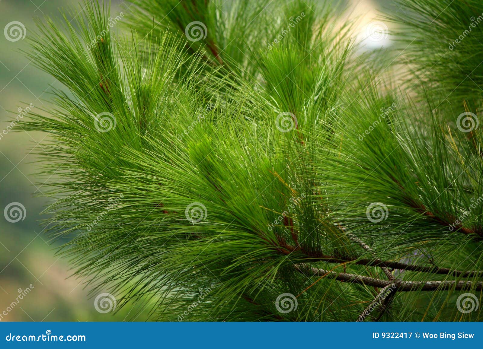 Hojas del árbol de pino imagen de archivo. Imagen de tropical - 9322417