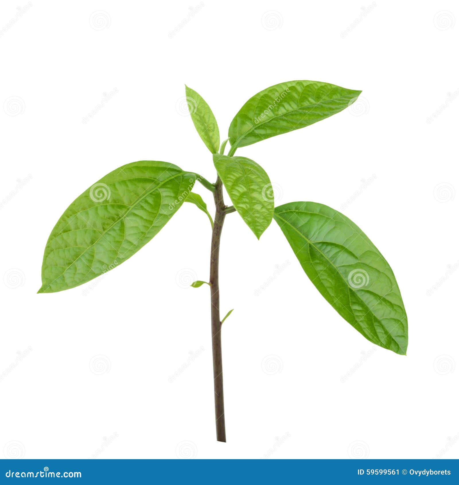 Hojas Del Aguacate Aisladas Imagen de archivo Imagen de licencia