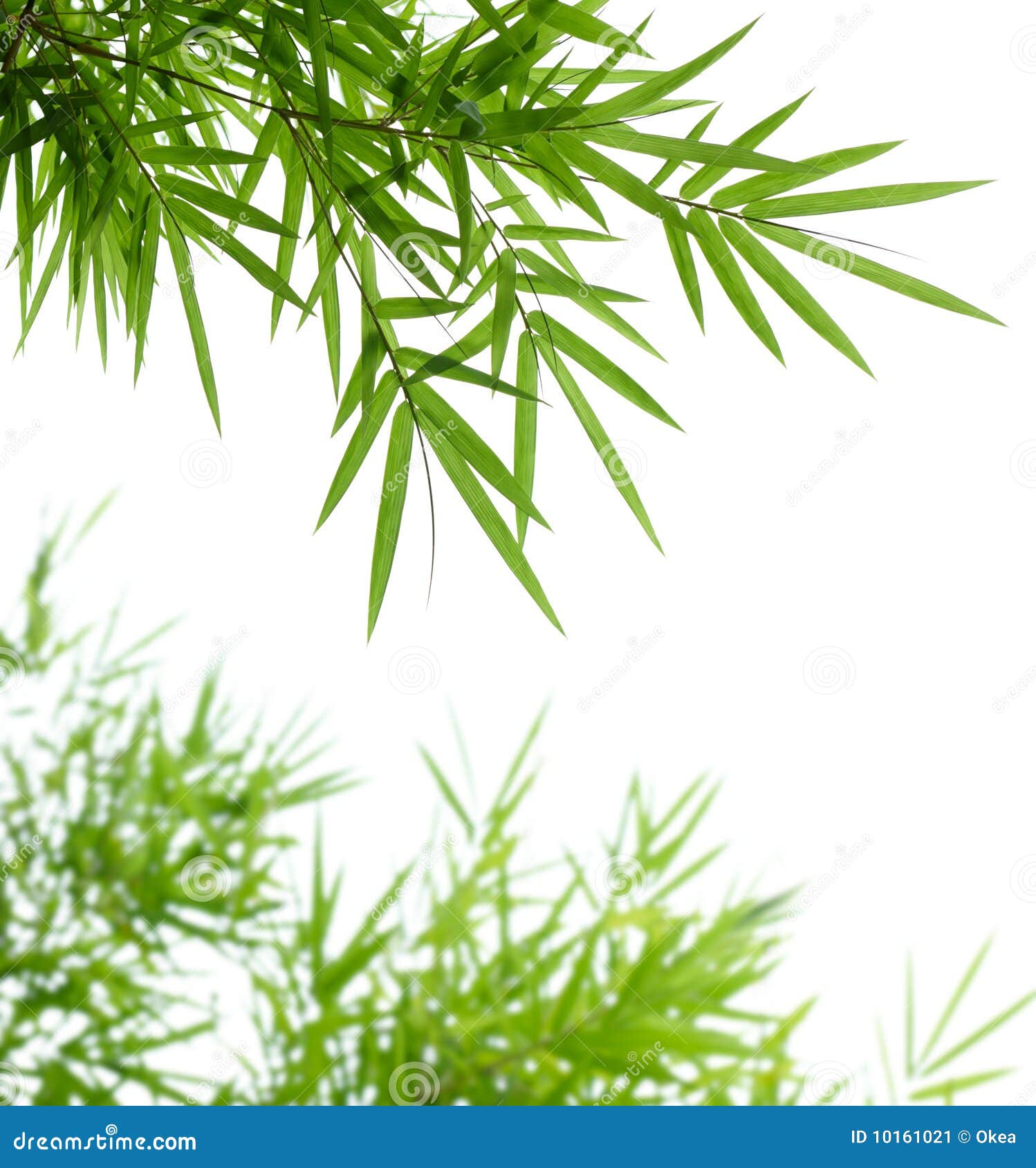 Hojas del bambú imagen de archivo. Imagen de cubo, flora 10161021