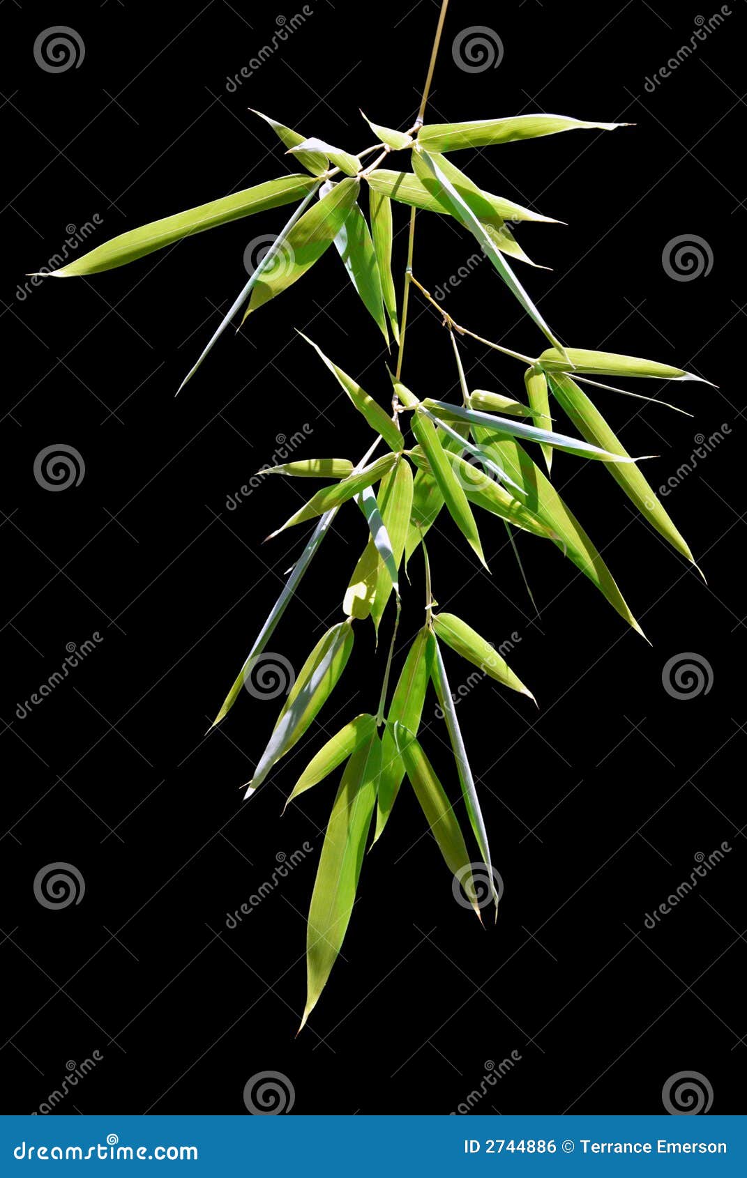 Hojas del bambú foto de archivo. Imagen de detalle, hierba 2744886