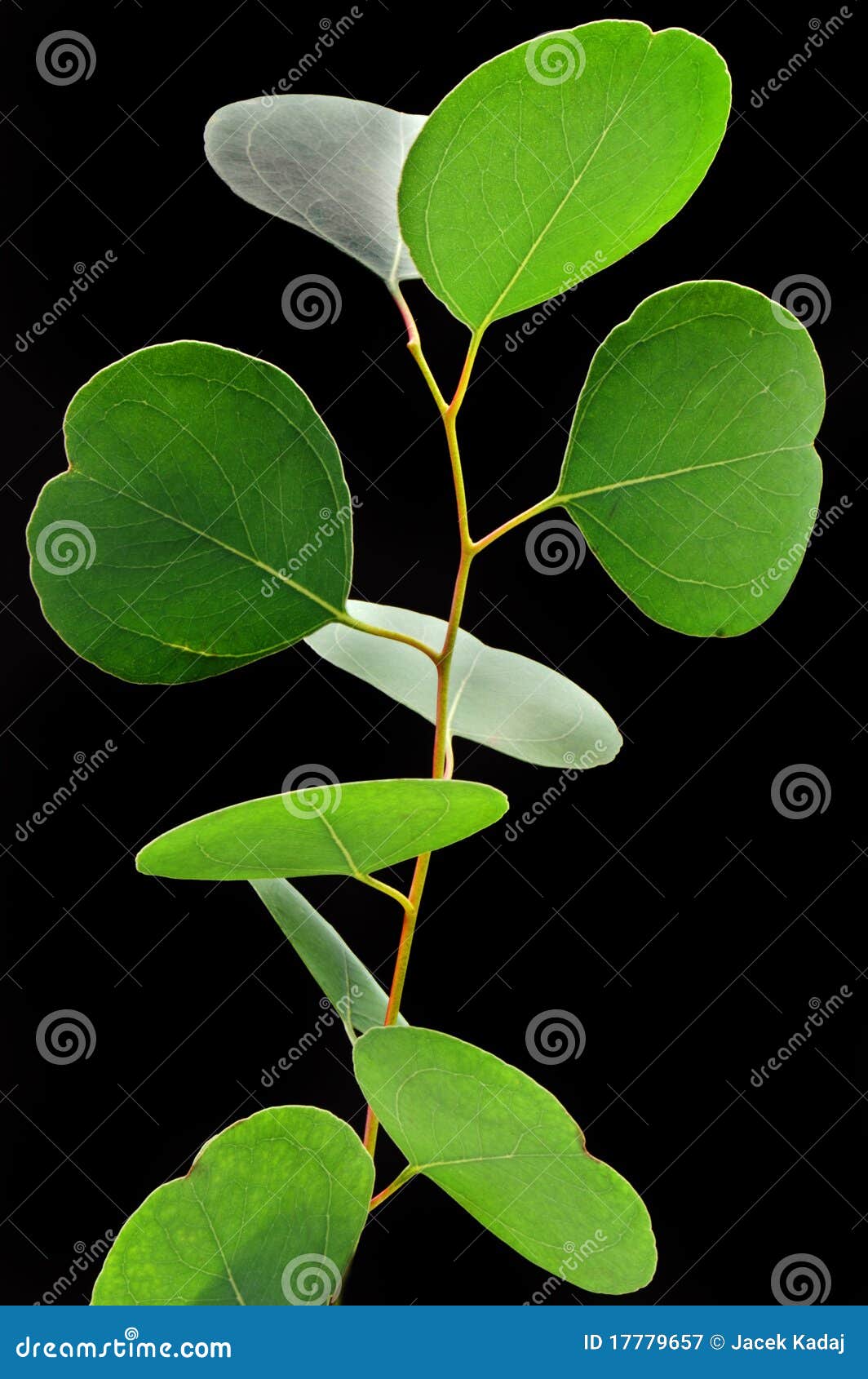 Hojas del eucalipto imagen de archivo. Imagen de color 17779657