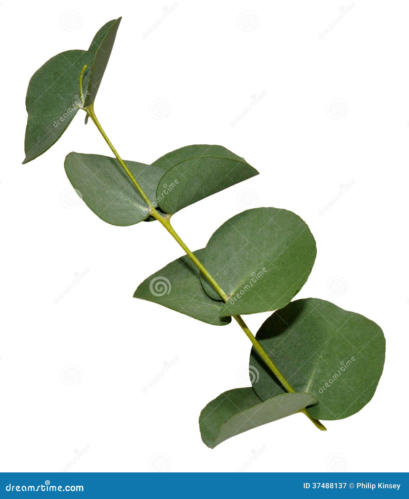 Hojas del eucalipto imagen de archivo. Imagen de fondo 37488137