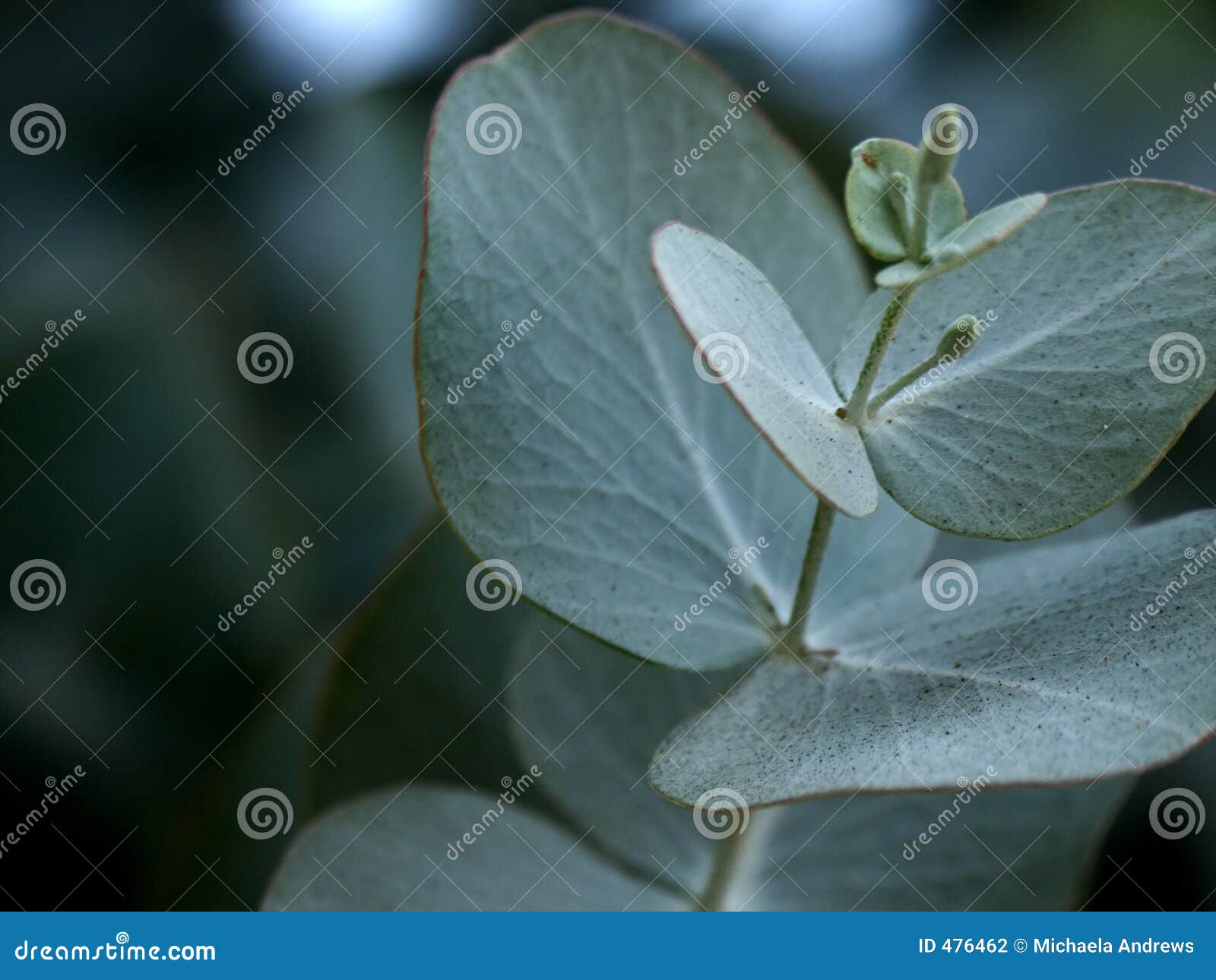 Hojas del eucalipto foto de archivo. Imagen de cubo, detalle 476462