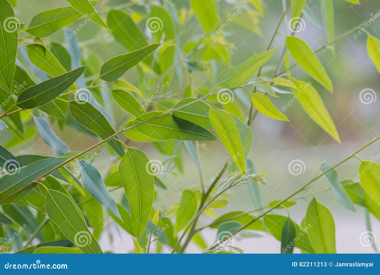 Hojas del eucalipto imagen de archivo. Imagen de crezca 82211213