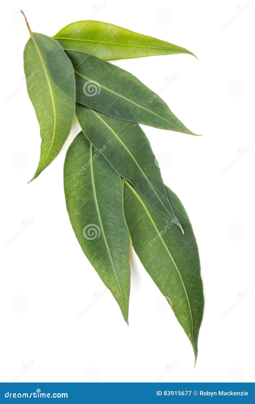 Hojas Del Eucalipto Aisladas En Blanco Imagen de archivo Imagen de